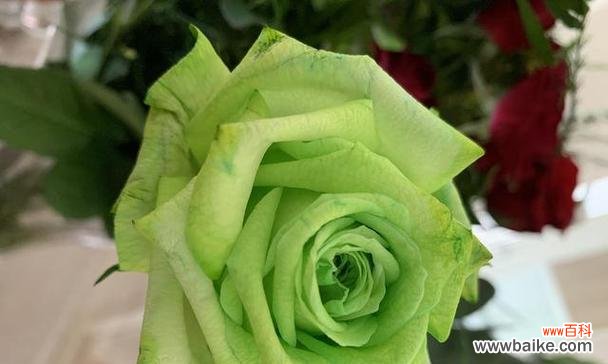 绿色苏格兰花的花语是什么?