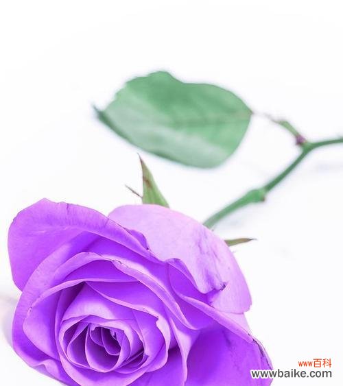 紫色星星花有何寓意？它象征着什么？