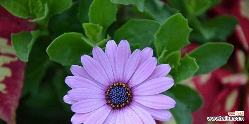 紫色星星花有何寓意？它象征着什么？