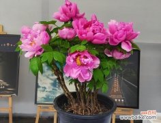 春节摆放哪种花有特别寓意？