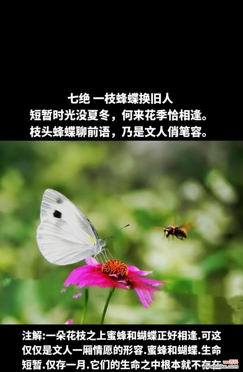 一枝花的爱情含义是什么?它在表达情感时有何特殊意义?