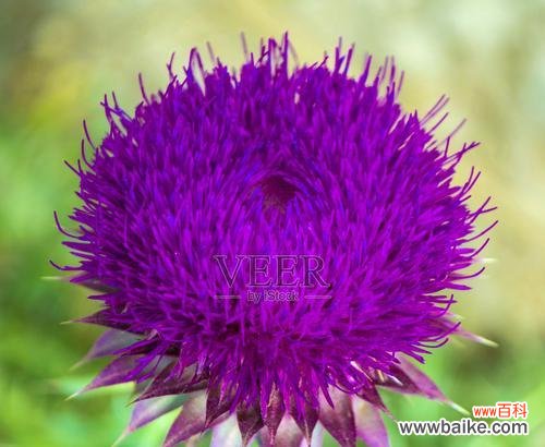 爱情中奶牛象征的花是什么?