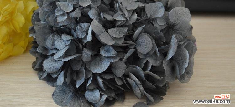 黑色绣球永生花的寓意是什么？黑色绣球永生花的象征意义是什么？