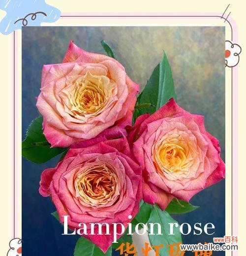 永恒的象征是什么颜色的花?永恒颜色花的含义是什么?