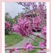 永恒的象征是什么颜色的花？永恒颜色花的含义是什么？