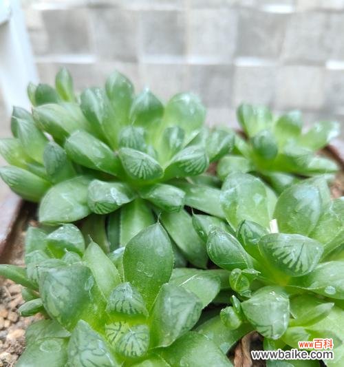 幸福寓意的绿花是什么花？