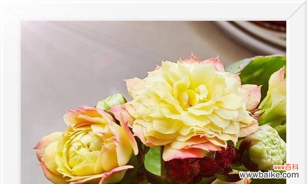 黄色的长寿花寓意是什么？