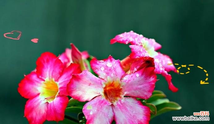 不象征爱情的花有哪些?哪种花不表示爱情的寓意?