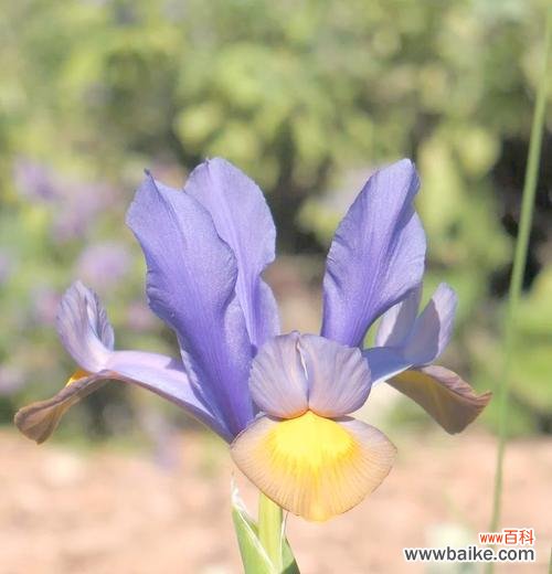 不象征爱情的花有哪些?哪种花不表示爱情的寓意?