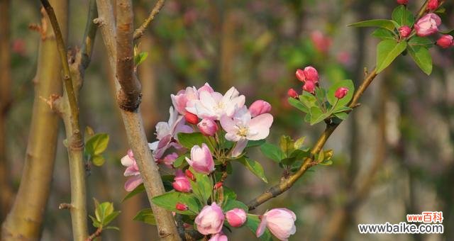 以西府海棠，唤醒内心的自由与勇敢 以西府海棠花语的深意——传递美丽与坚韧的象征