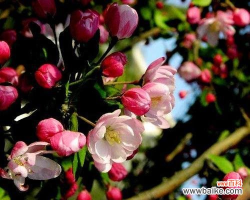 以西府海棠，唤醒内心的自由与勇敢 以西府海棠花语的深意——传递美丽与坚韧的象征