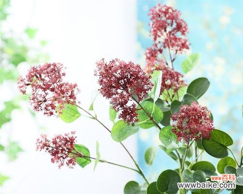 揭开以夕雾花语的真正含义 以夕雾花语是什么意思?