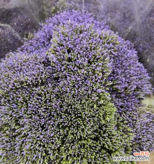 揭开以夕雾花语的真正含义 以夕雾花语是什么意思?