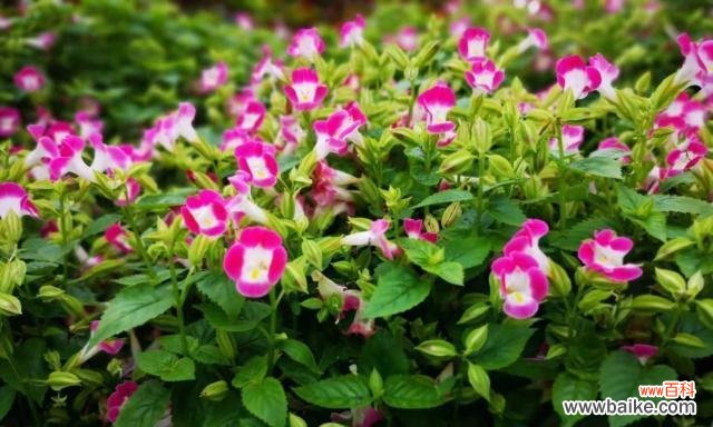 以夏天的代表植物为主题的花卉盛景 夏日花开,万物生机