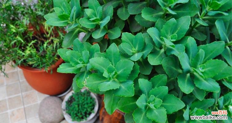 以夏天的代表植物为主题的花卉盛景 夏日花开,万物生机