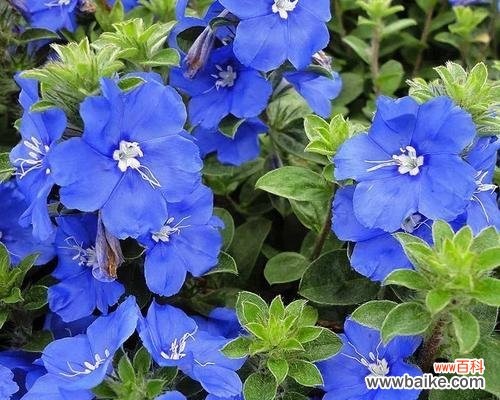 以夏天的代表植物为主题的花卉盛景 夏日花开,万物生机