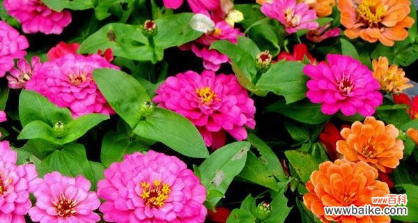 探寻夏天花朵中的美丽奇妙 夏日花海的缤纷盛宴