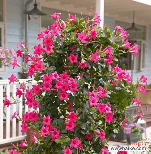 探寻夏天花朵中的美丽奇妙 夏日花海的缤纷盛宴