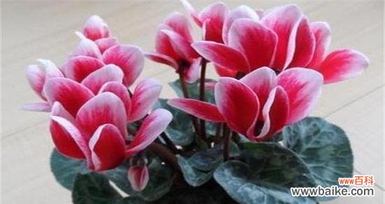 解读仙客来寓意的三个层面 仙客来寓意的深层含义