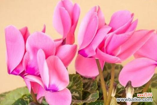 解读仙客来寓意的三个层面 仙客来寓意的深层含义