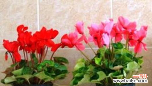 解读仙客来寓意的三个层面 仙客来寓意的深层含义