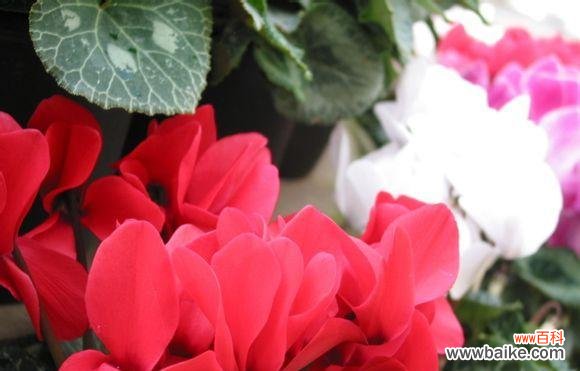 探索花语的意义与表达方式 以仙客来花语