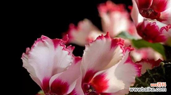 探索花语的意义与表达方式 以仙客来花语