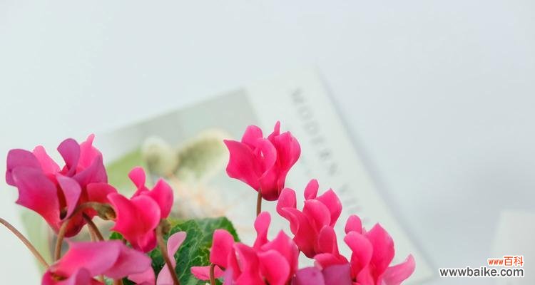 用鲜花传递你的情感,让仙客来花语告诉你心意 仙客来花语和寓意