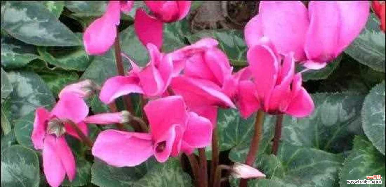 用鲜花传递你的情感,让仙客来花语告诉你心意 仙客来花语和寓意