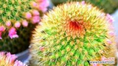 神奇的仙人球在传说中的起源与意义 仙人球的美丽传说