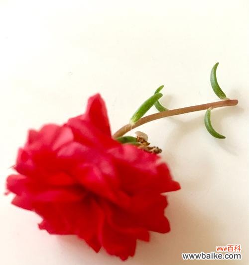 芙蓉树花语的意义与传承 芙蓉树花语