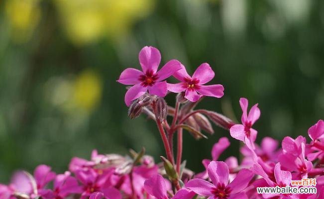 探寻丛生福禄考花语的神秘意义 以丛生福禄考花语的魅力