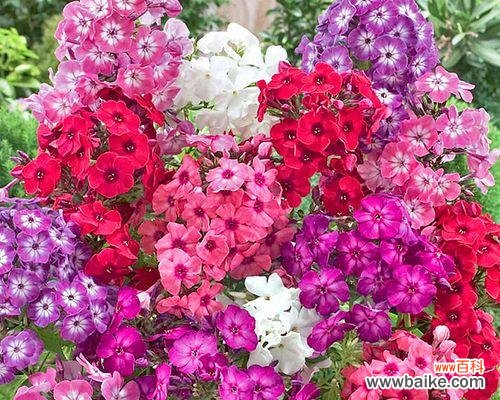 探寻丛生福禄考花语的神秘意义 以丛生福禄考花语的魅力