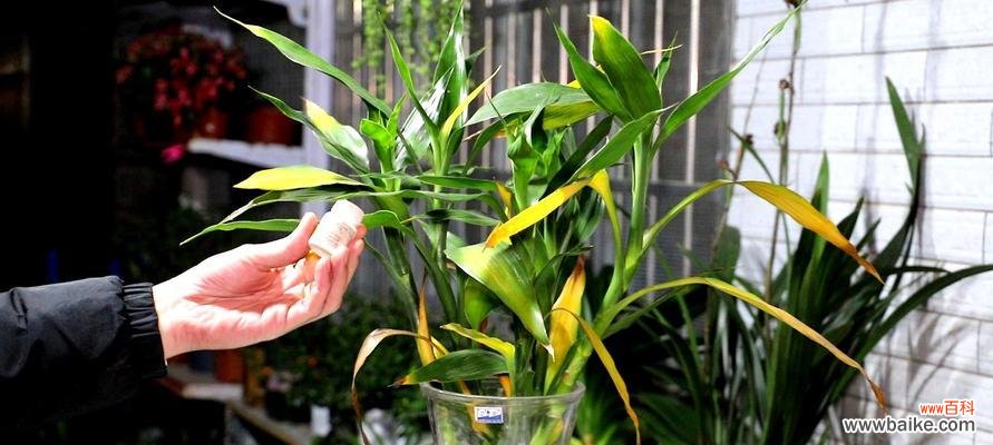 探索富贵竹的寓意 富贵竹的寓意与象征——繁荣与幸福之树