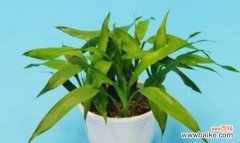 探索富贵竹的寓意 富贵竹的寓意与象征——繁荣与幸福之树