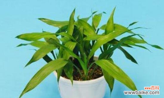 探索富贵竹的寓意 富贵竹的寓意与象征——繁荣与幸福之树