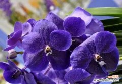 从神圣的传说到现代的象征意义 橄榄花