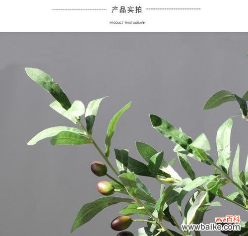 探寻橄榄枝在历史中的象征意义 橄榄枝