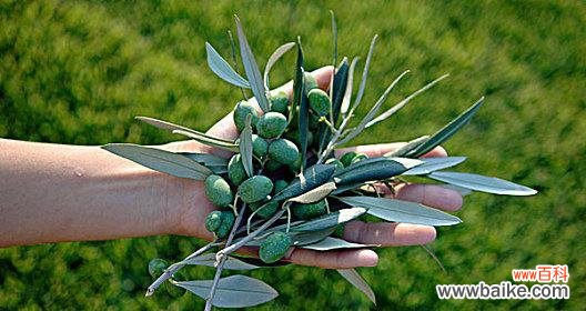 探寻橄榄枝在历史中的象征意义 橄榄枝