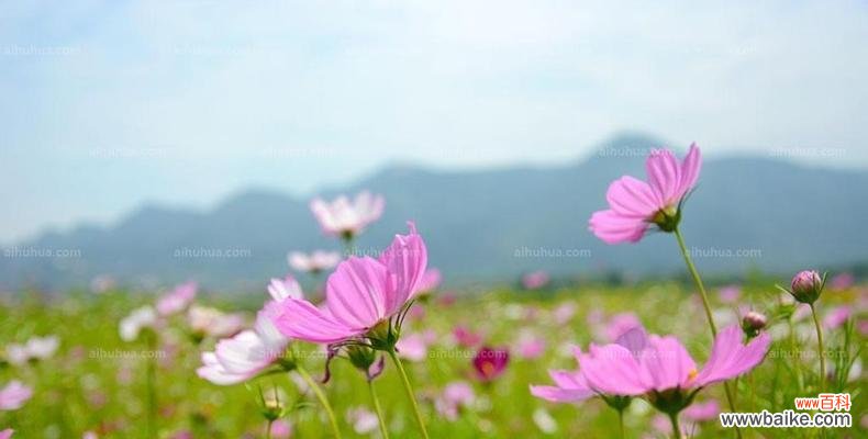 盛开在苦难中的勇气和希望 格桑花——生命的坚韧与美丽