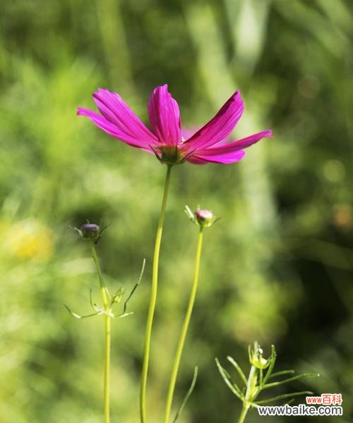 一朵小小的花 格桑花花语