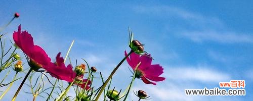 一朵小小的花 格桑花花语