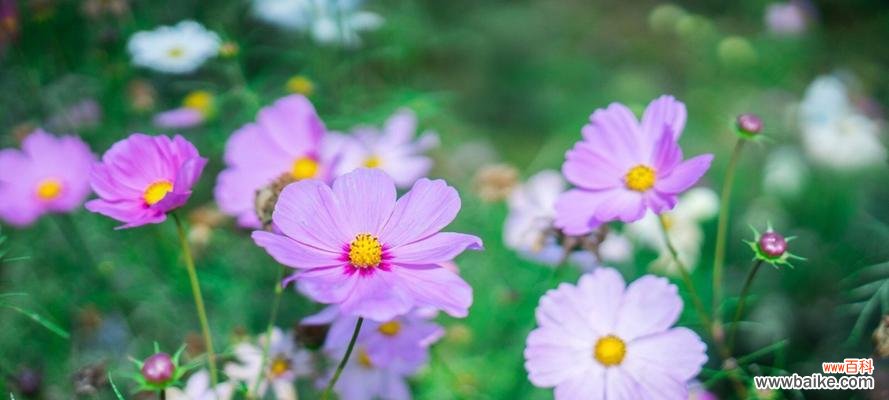 一朵小小的花 格桑花花语