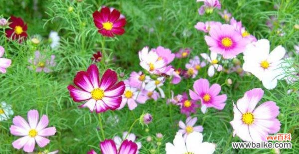 探寻格桑花的深层含义 格桑花的花语与寓意