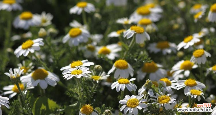 用雏菊诉说情感 雏菊花语——花开花落之间的情感传递