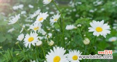 用雏菊诉说情感 雏菊花语——花开花落之间的情感传递