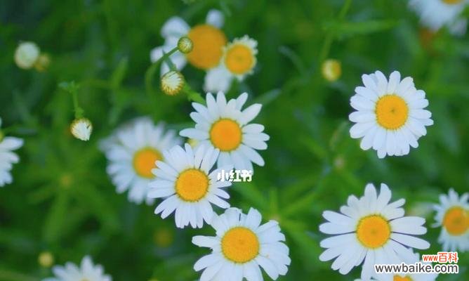 用雏菊诉说情感 雏菊花语——花开花落之间的情感传递