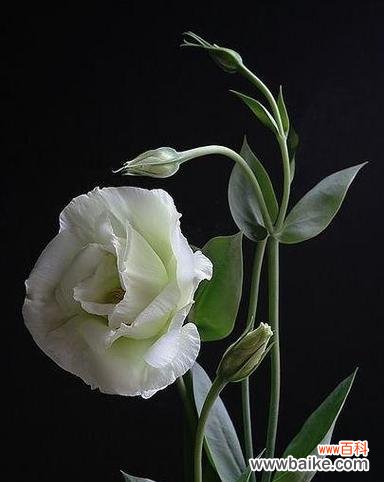 传递爱与祝福的鲜花语言 各色桔梗花的花语