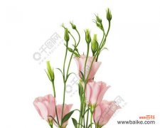 传递爱与祝福的鲜花语言 各色桔梗花的花语