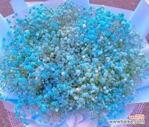 用花语解读各色满天星的美丽与情感 满天星的花语与意义